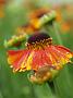 Helenium Luc